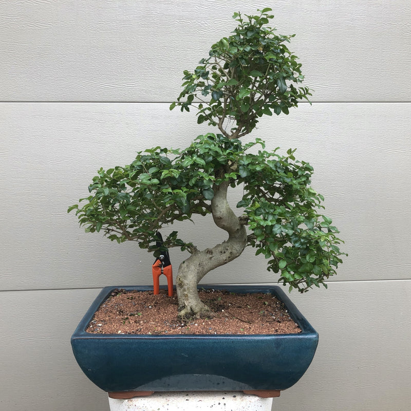 ligustrum bonsai tree care Chinese Ligustrum Bonsai Tree – Bella Bonsai Nursery