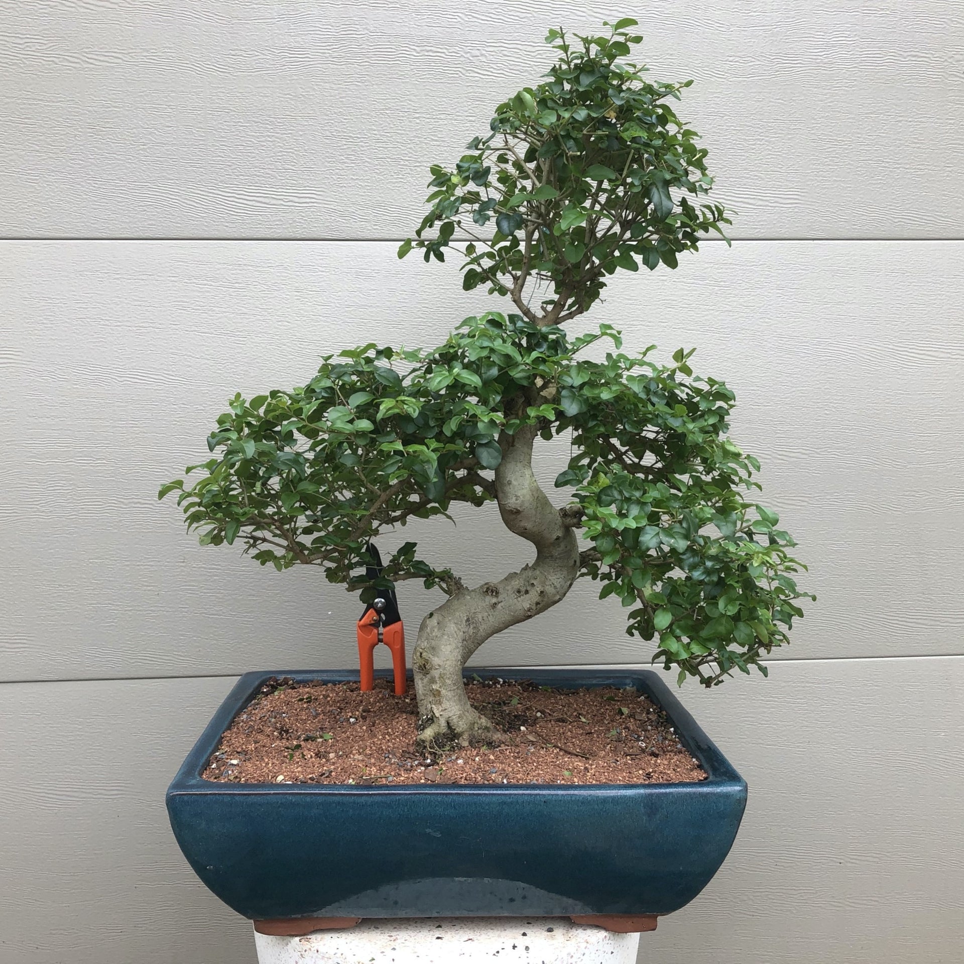 Chinese Ligustrum Bonsai Tree – Bella Bonsai Nursery