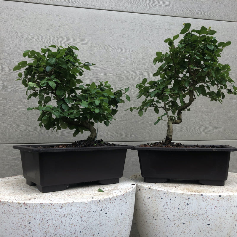 Chinese Ligustrum Bonsai Tree