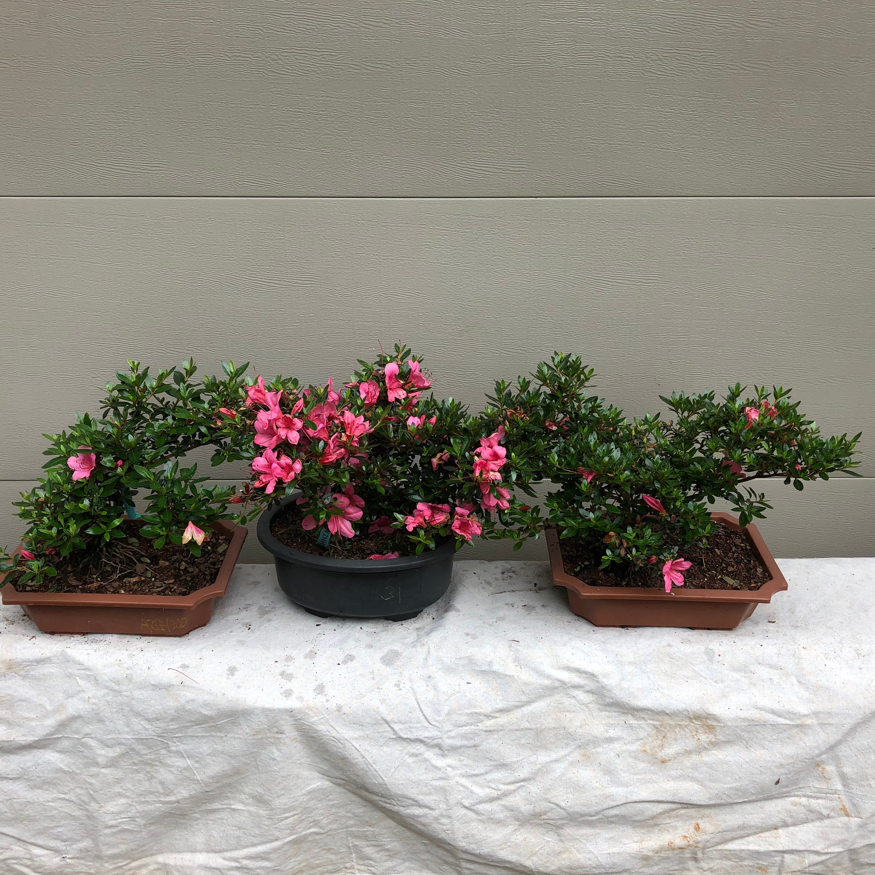 Azalea Satsuki 'Chinzan' Bonsai Tree – Bella Bonsai Nursery