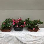 Azalea Satsuki 'Chinzan' Bonsai Tree 2