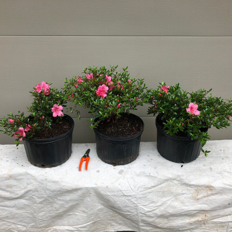 Satsuki Chinzan Azalea Bonsai