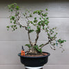 Contorted Filbert Bonsai -Harry Lauder's Walking Stick