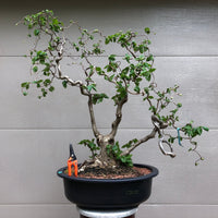 Contorted Filbert Bonsai -Harry Lauder's Walking Stick