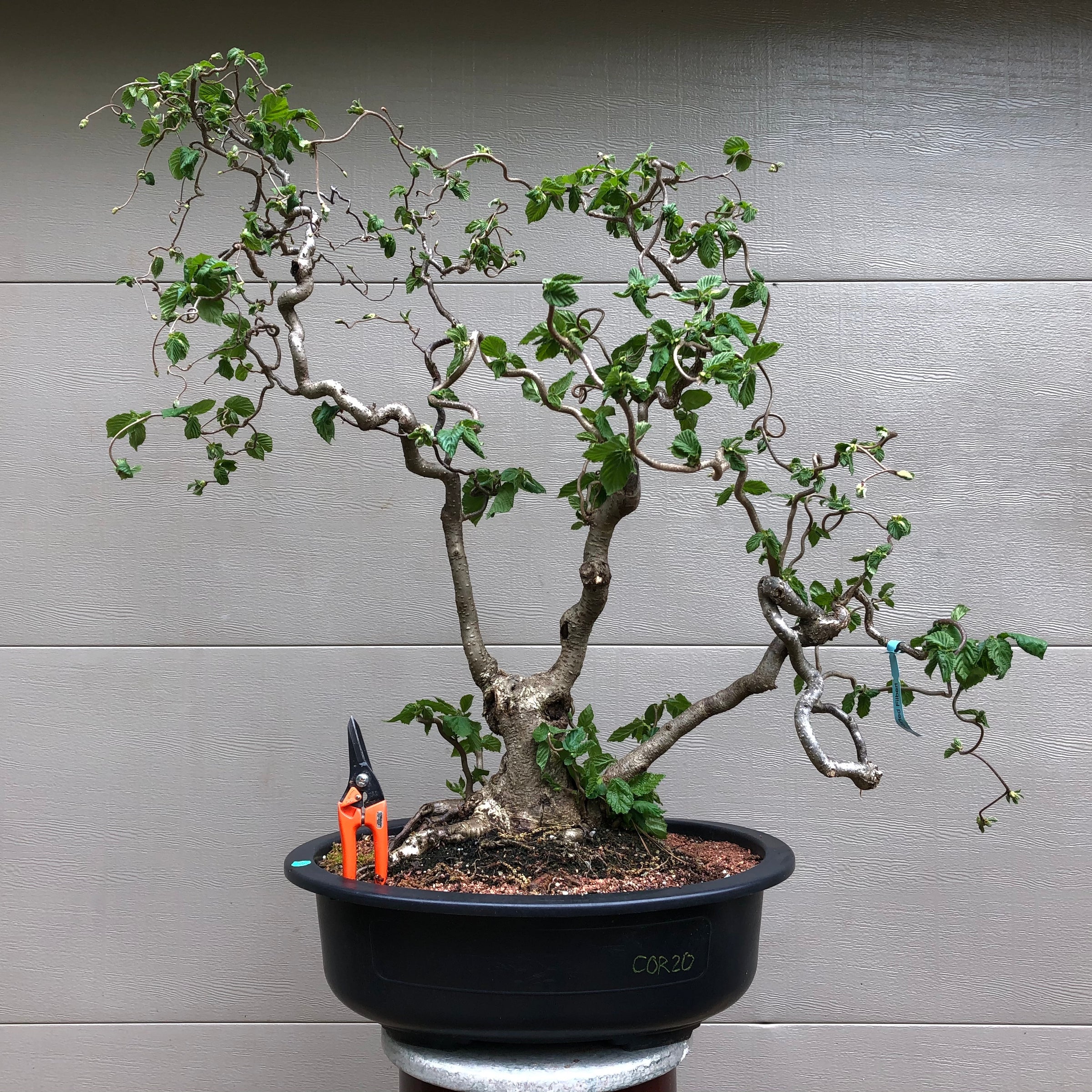 Contorted Filbert Bonsai -Harry Lauder's Walking Stick