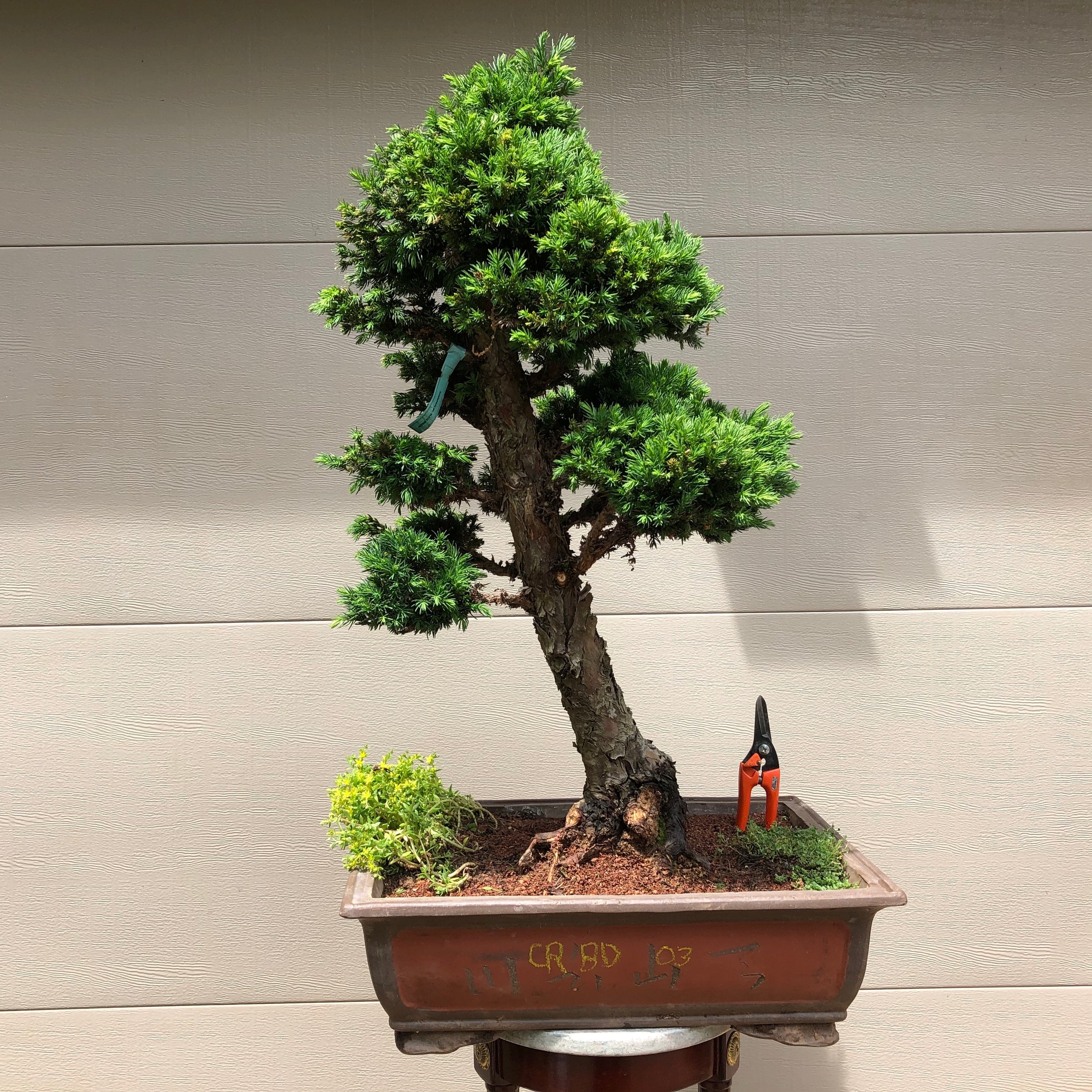 bonsai tree for sale maryland Japanese Cryptomeria #2 Bonsai Tree – Bella Bonsai Nursery