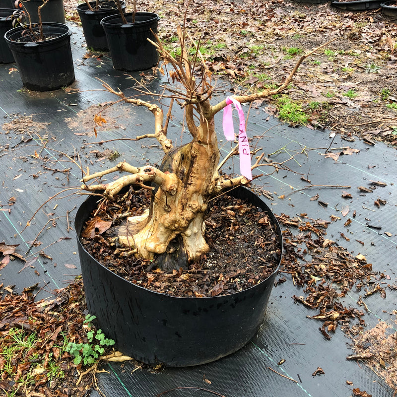 Crepemyrtle med