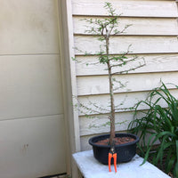 Dawn Redwood Bonsai Tree