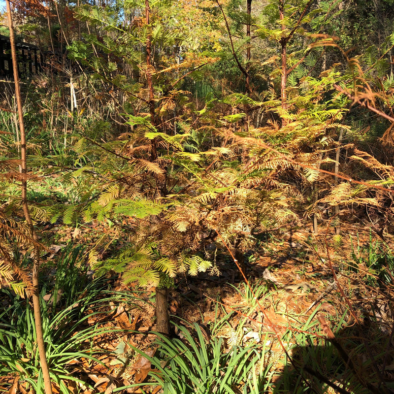 Dawn Redwood Bonsai Tree