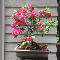 Azalea Satsuki -dbl pink flower