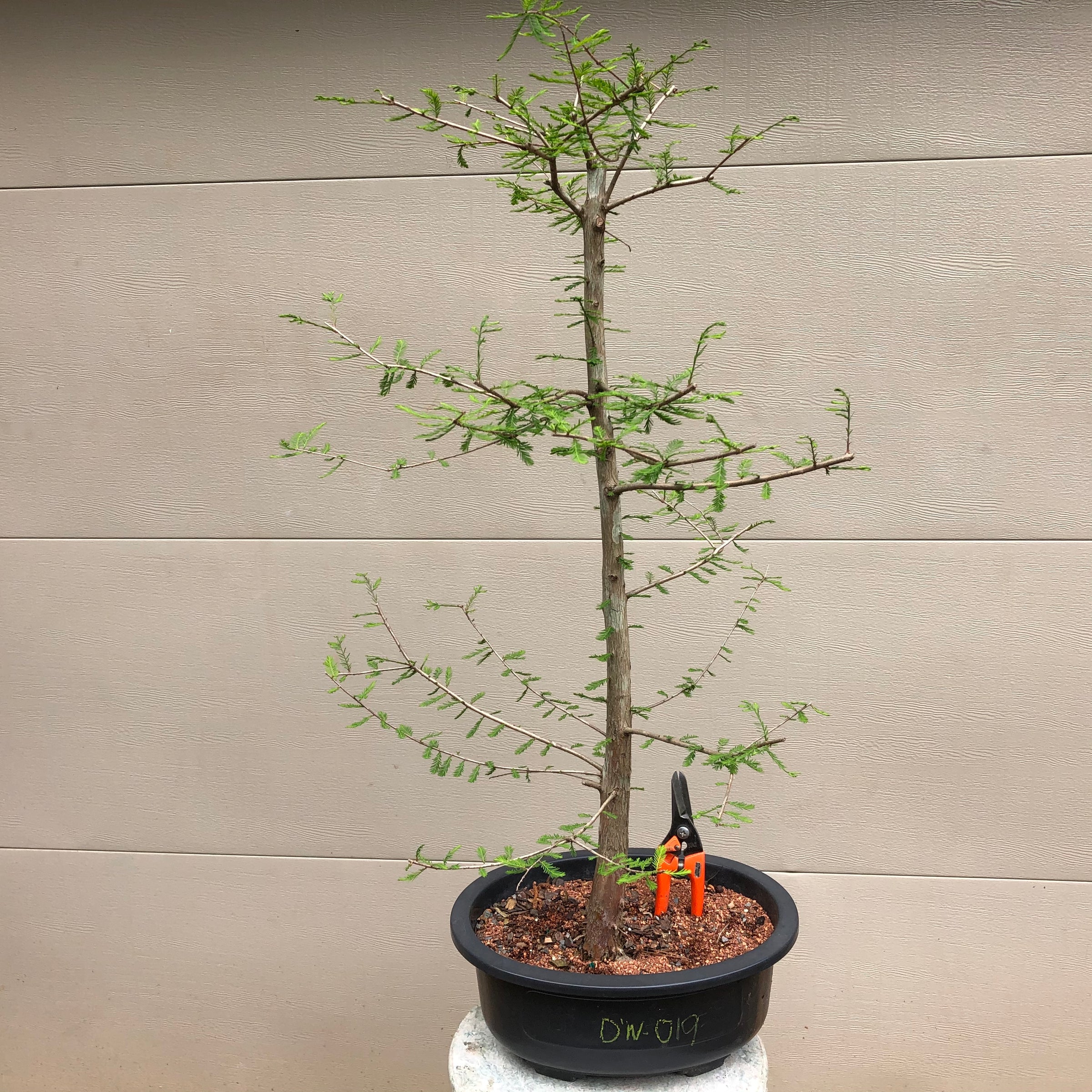 palo verde tree bonsai Dawn Redwood Bonsai Tree – Bella Bonsai Nursery