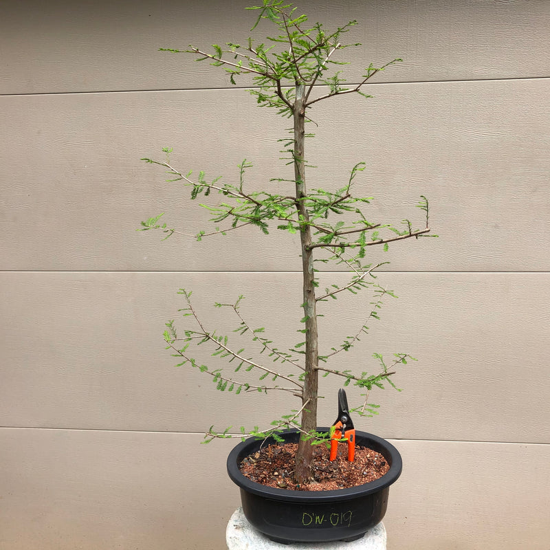 Dawn Redwood Bonsai Tree