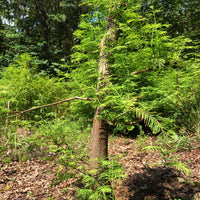 Dawn Redwood Bonsai