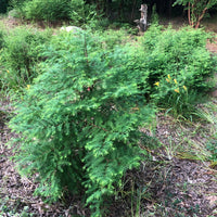 Dawn Redwood Bonsai Tree