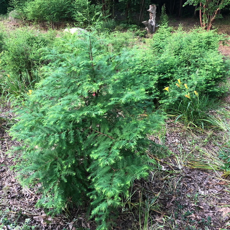 Dawn Redwood Bonsai Tree