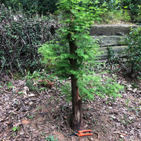 Dawn Redwood Bonsai