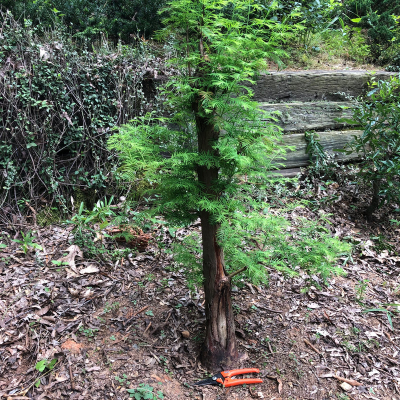 Dawn Redwood Bonsai