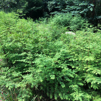 Dawn Redwood Bonsai