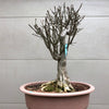 Burning Bush Bonsai