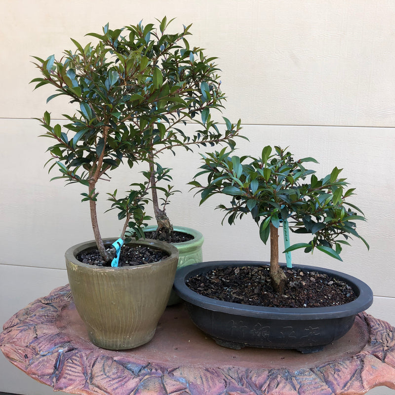 flowering brush cherry bonsai tree Eugenia Bonsai -Brush Cherry – Bella Bonsai Nursery