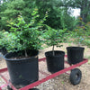European Hornbeam - Carpinus betulus - Bonsai Tree