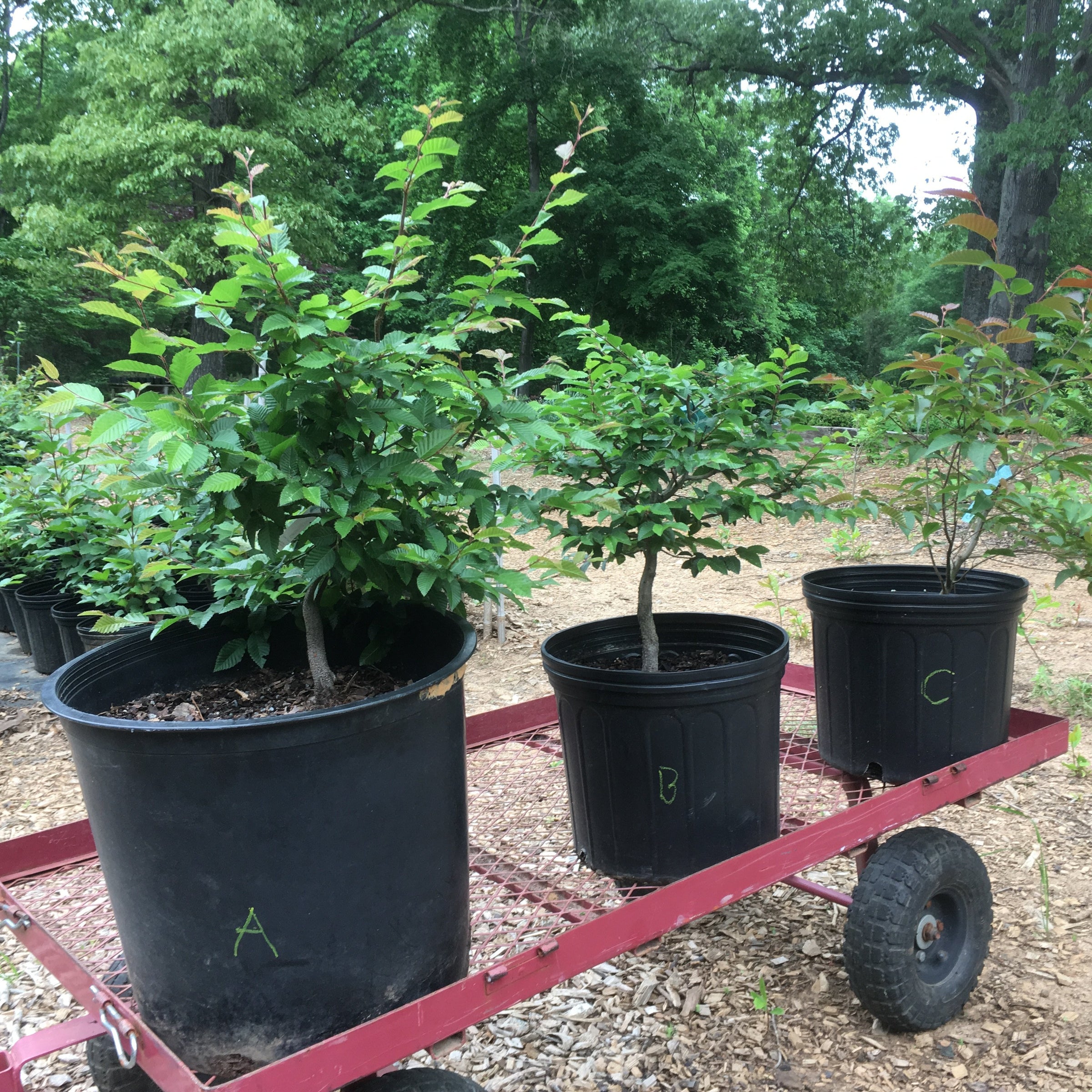 European Hornbeam - Carpinus betulus - Bonsai Tree
