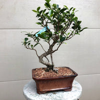 Golden Gate Ficus Bonsai