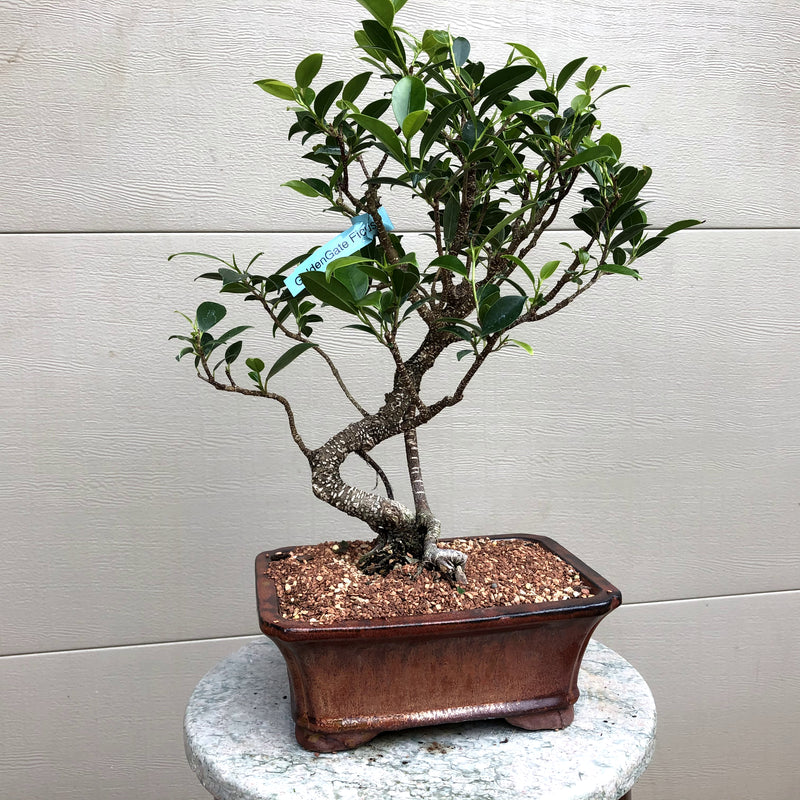 Ficus Golden Gate Bonsai