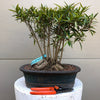 Willow Leaf Ficus Grouping Bonsai