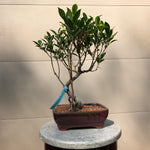 Ficus Golden Gate Bonsai