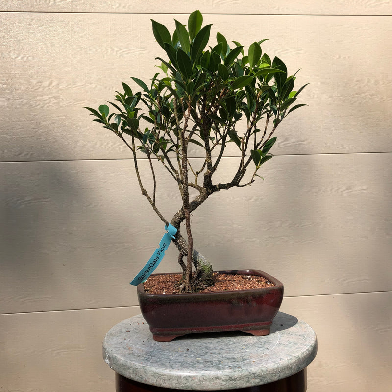 Golden Gate Ficus Bonsai