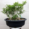 Forsythia Bonsai Tree