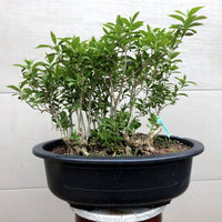 Forsythia Bonsai Tree