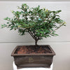 Fuji Cherry 3 gal size -Prunus incisa 'Kojo no-mai'