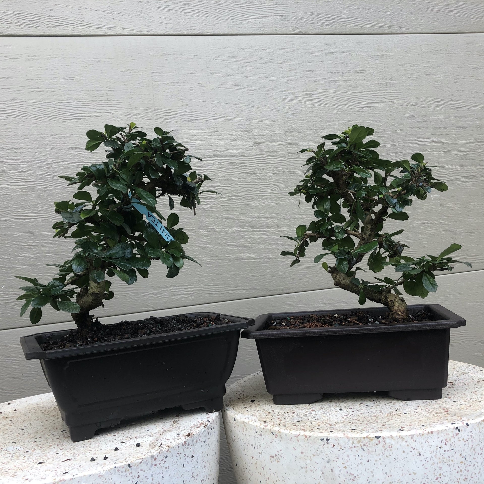Fukien Tea Bonsai – Bella Bonsai Nursery