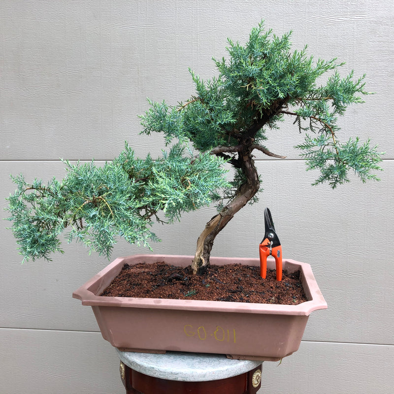 Grey Owl Juniper Bonsai GO-011