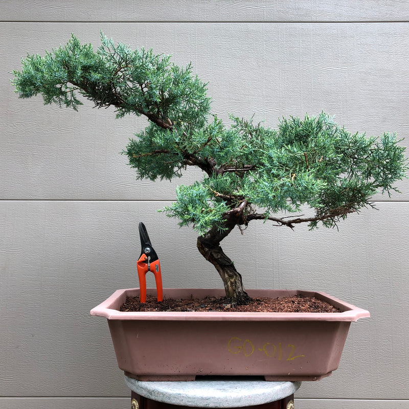 Grey Owl Juniper Bonsai Tree - GO-012