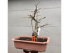 Ginkgo Maidenhair tree Bonsai