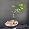 Sweet Tea Mountain Gordlinia Bonsai Tree