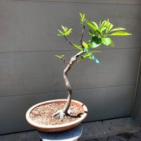 Sweet Tea Mountain Gordlinia Bonsai Tree