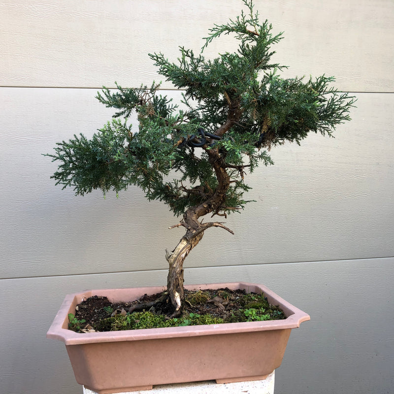 Grey Owl Juniper Bonsai