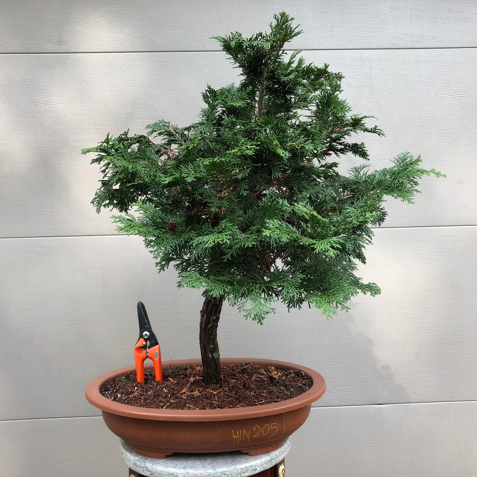 Chamaecyparis obtusa 'Hinoki'