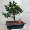 Hinoki Falsecypress Bonsai Tree