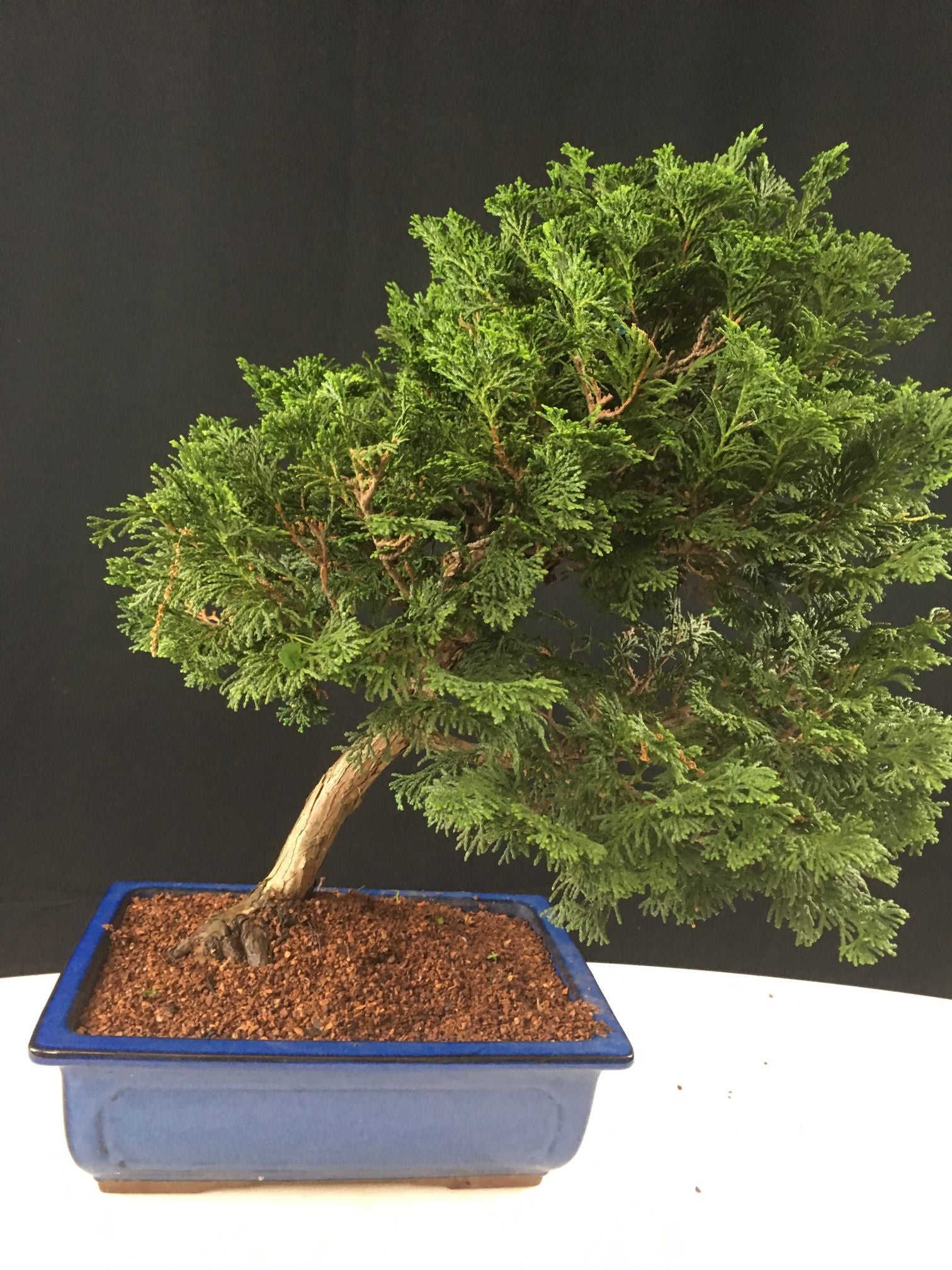 cypress tree bonsai Hinoki False Cypress Bonsai Tree – Bella Bonsai Nursery