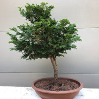 Chamaecyparis obtusa 'Hinoki' - Falsecypress