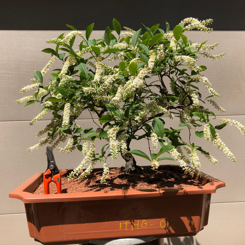 Sweetspire- Itea Bonsai Tree