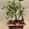 Sweetspire Bonsai Tree IT-06