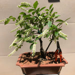 Sweetspire Bonsai Tree IT-06