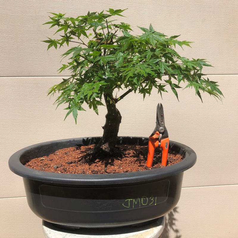 Japanese Maple Bonsai Tree JM-031