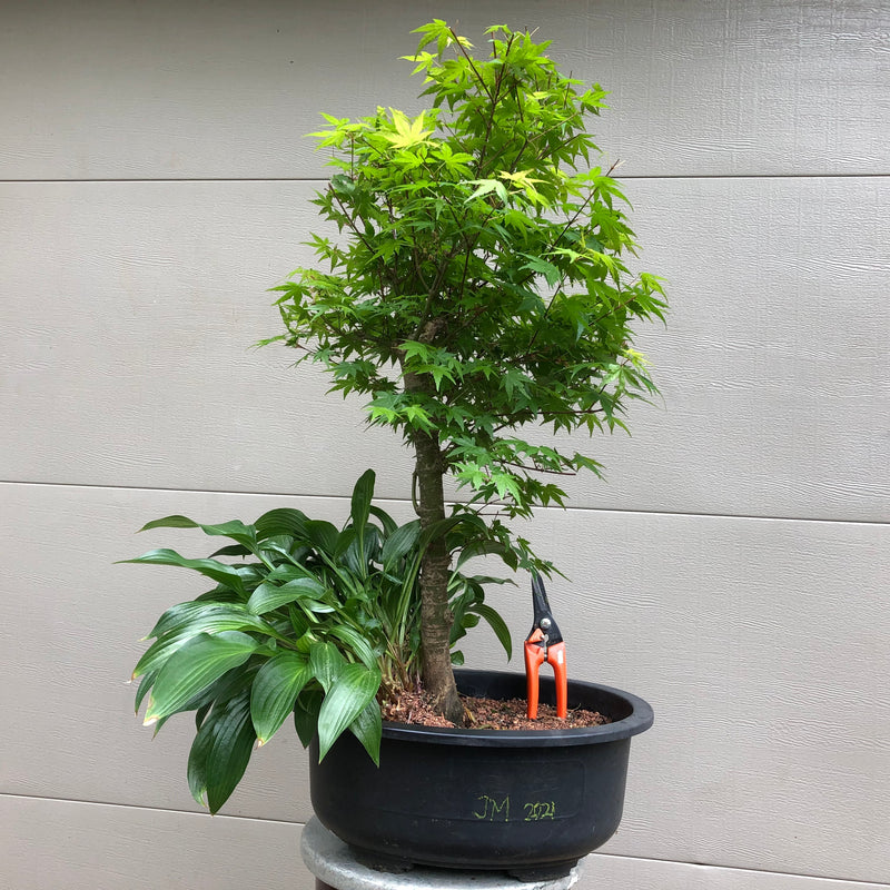 Japanese Maple Bonsai 2021 -Acer palmatum
